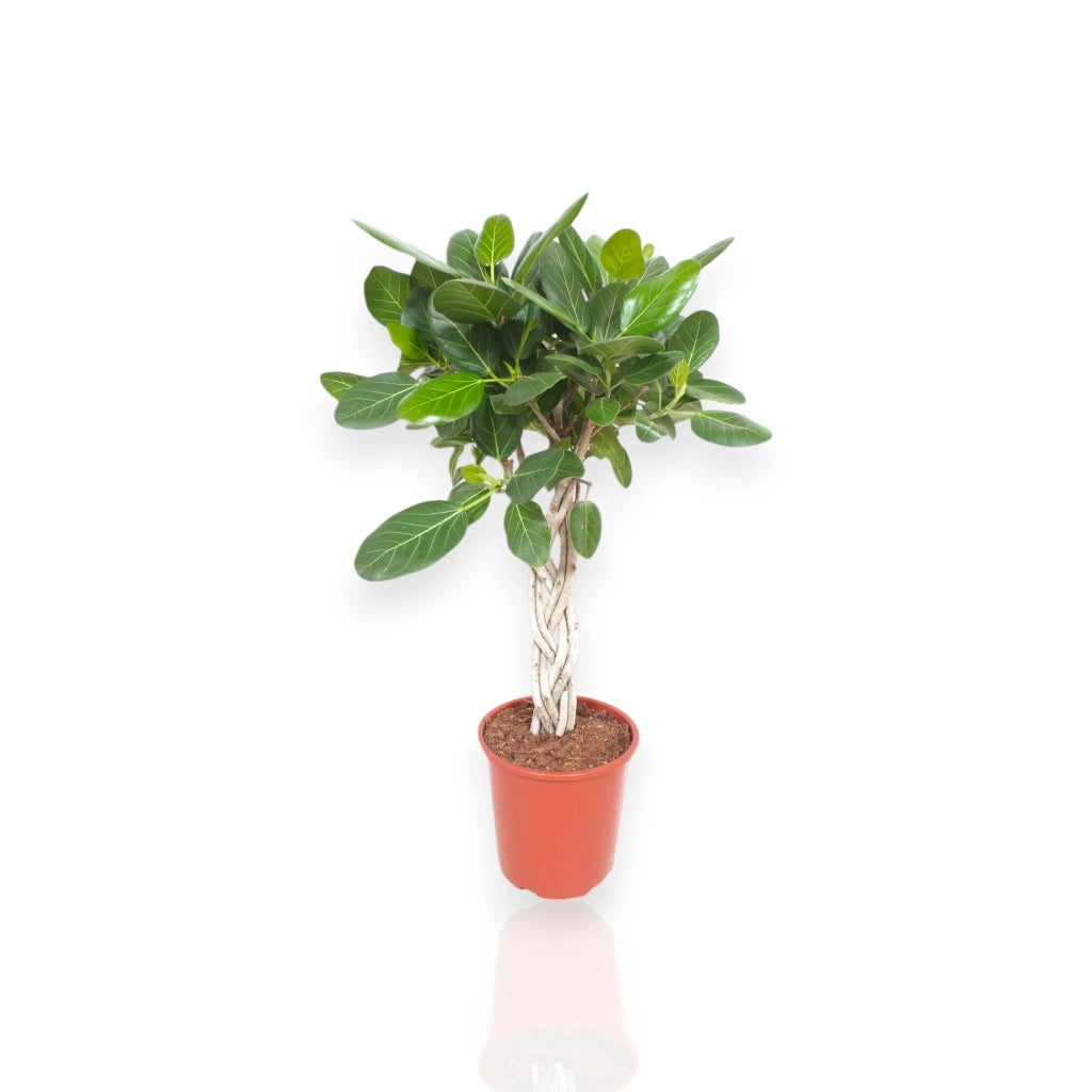 Gardenaria Ficus benghalensis - Pianta da interno ornamentale Altezza: 100 cm (vaso 27)