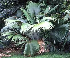 Kerriodoxa elegans palma bianca h 2.00 m vaso 70 tropicale rara