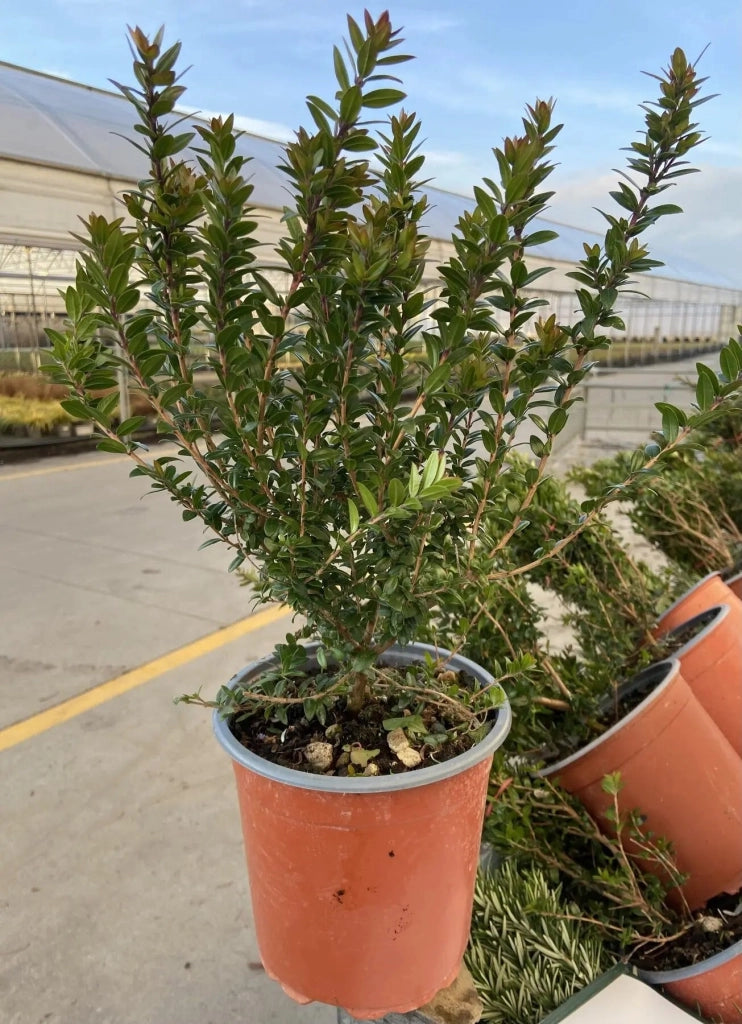Gardenaria Myrtus communis 'Tarentina' - Arbusto ornamentale da giardino Altezza: 40/60 cm (vaso19)