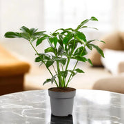 Gardenaria Philodendron 'Fun bun' Green wonder - Pianta da interno ornamentale Altezza: 65 cm (vaso 17)