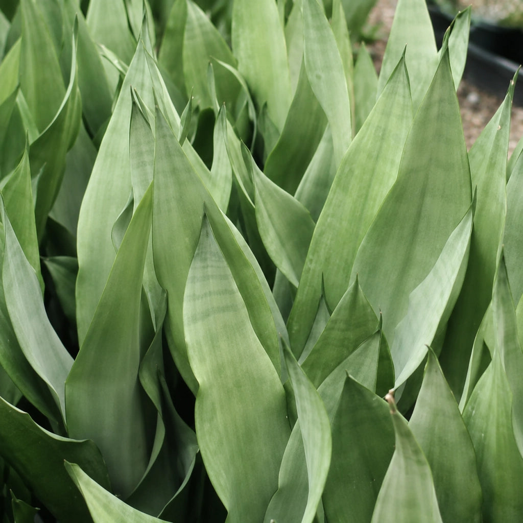 Gardenaria Sansevieria trifasciata 'Moonshine' - Pianta da interno ornamentale Altezza: 35 cm (vaso 12)
