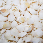 Decorazione con conchiglie naturali 400 gram - Bianco - Conchiglie per decorazione vasche - Decorazione di nozze e festa con conchiglie piccole