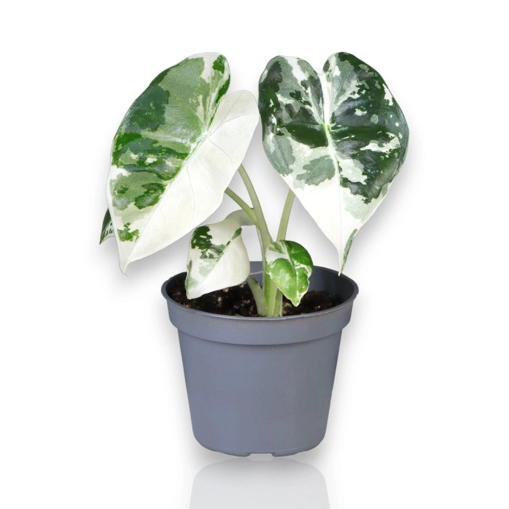 Gardenaria Alocasia variegata - Pianta da interno ornamentale Altezza: 12 cm (vaso 6)