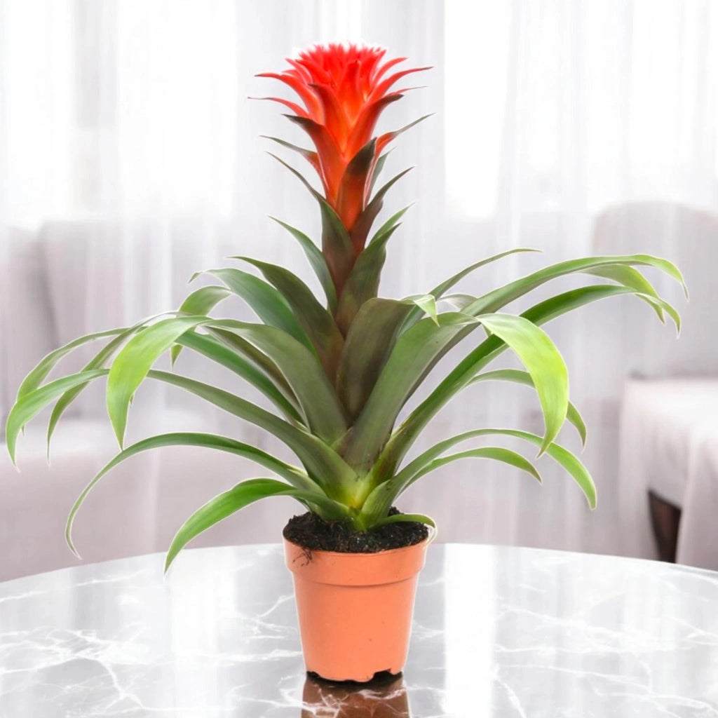 Gardenaria Guzmania 'Hope' - Pianta da interno ornamentale Altezza: 45 cm (vaso 12)