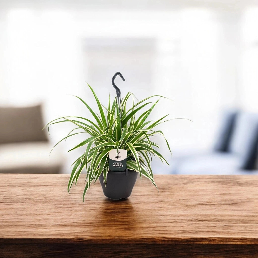 Gardenaria Chlorophytum comosum 'Vittatum' - Pianta da interno ornamentale Altezza: 50 cm (vaso 14)