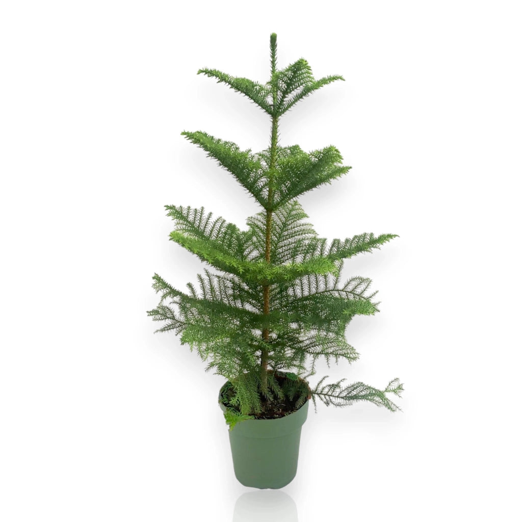 Gardenaria Araucaria - Pianta da interno ornamentale Altezza: 100 cm (vaso 21)