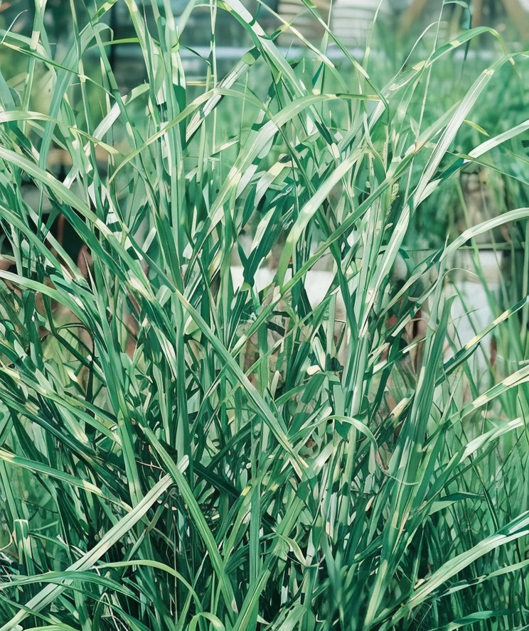 Gardenaria Miscanthus sinensis 'Zebrinus' - Graminacea ornamentale da esterno Altezza: 120 cm (vaso 24)
