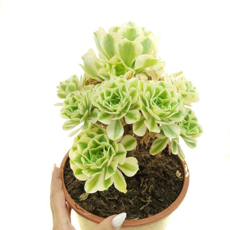 Aeonium arboreum f. luteum variegata vaso 14 cm – Succulenta