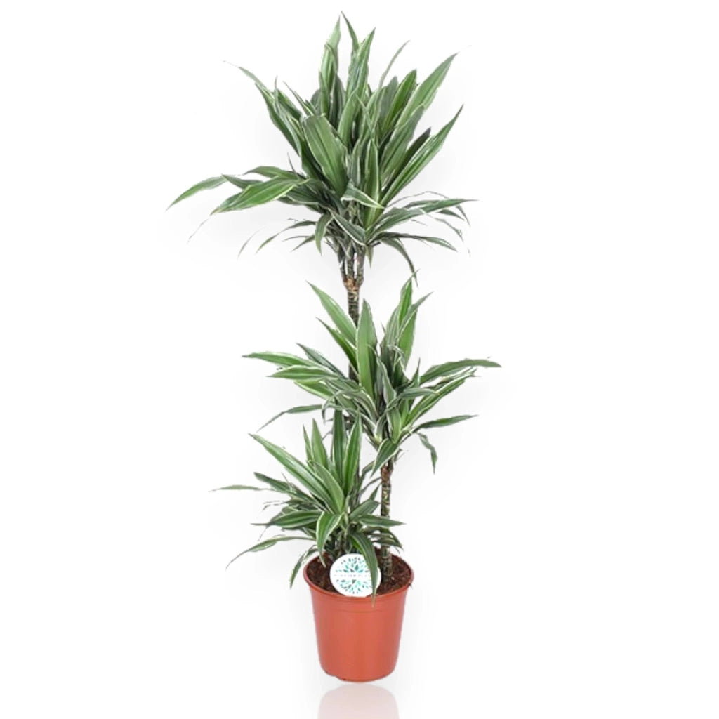 Gardenaria Dracaena fragrans 'Warneckei' - Pianta da interno ornamentale Altezza: 100 cm (vaso 19)