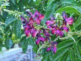 Millettia japonica – Glicine estivo Glicine rosso rampicante  V18 H 180cm