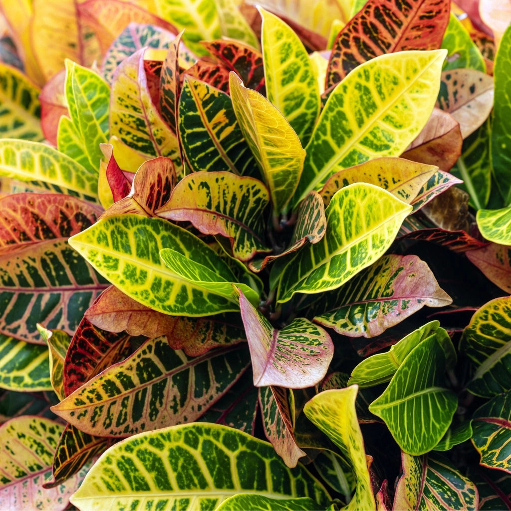 Gardenaria Croton - Codiaeum variegatum 'Mrs.Iceton' - Pianta da interno ornamentale Altezza: 110 cm (vaso 26)