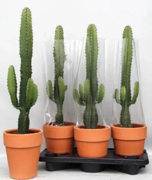 Gardenaria Euphorbia acrurensis - Pianta da interno ornamentale Altezza: 75 cm (vaso 17)