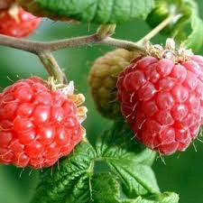 Lampone Rubus idaeus Heritage rifiorente – Raccolta estiva e autunnale