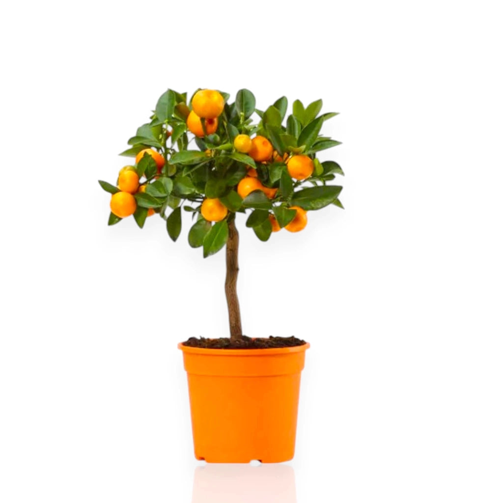 Gardenaria Calamondino - Citrus × microcarpa - Pianta di agrume da frutto in vaso Altezza: 160 cm (vaso 35)