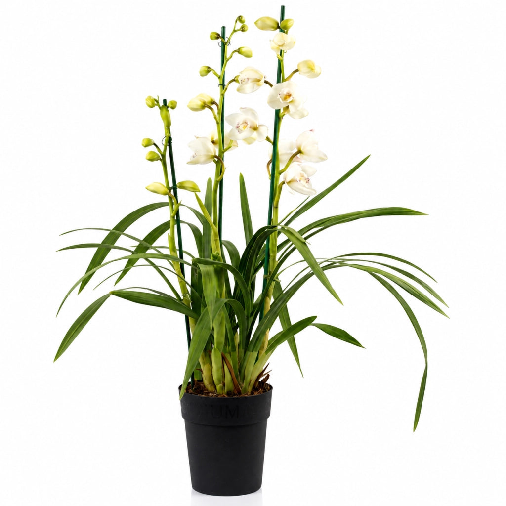 Gardenaria Cymbidium white - Pianta da interno ornamentale Altezza: 85 cm (vaso 14)
