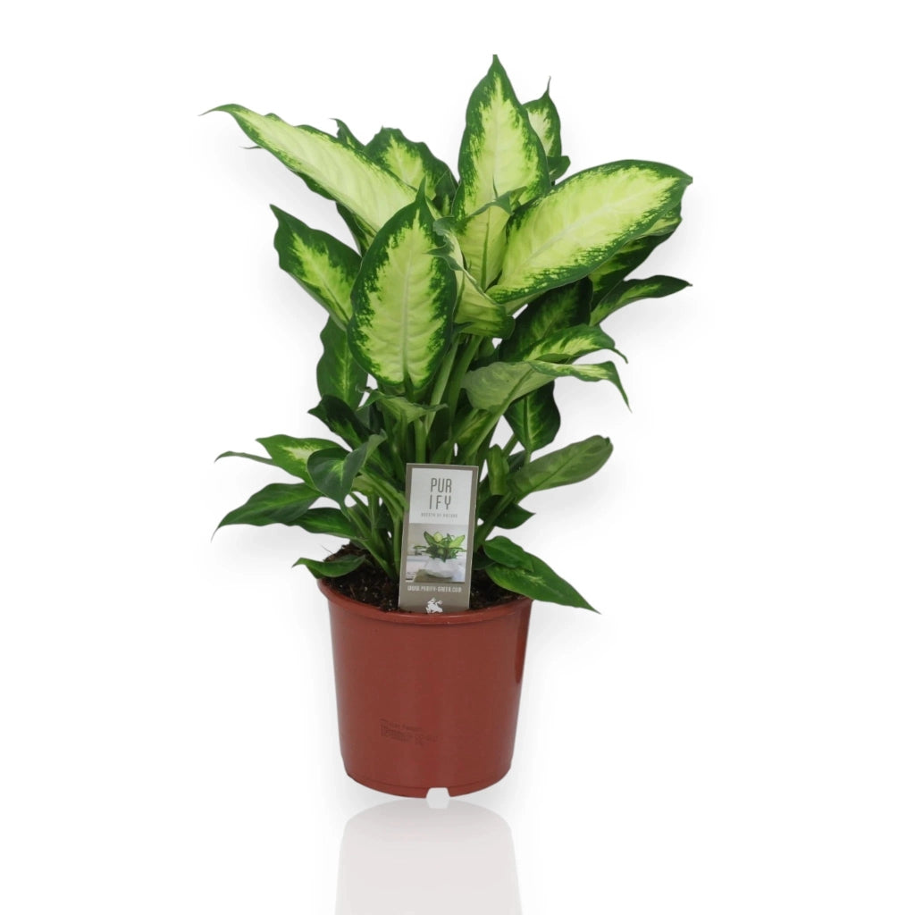 Gardenaria Dieffenbachia 'Camilla' - Pianta da interno ornamentale Altezza: 35 cm (vaso 17)