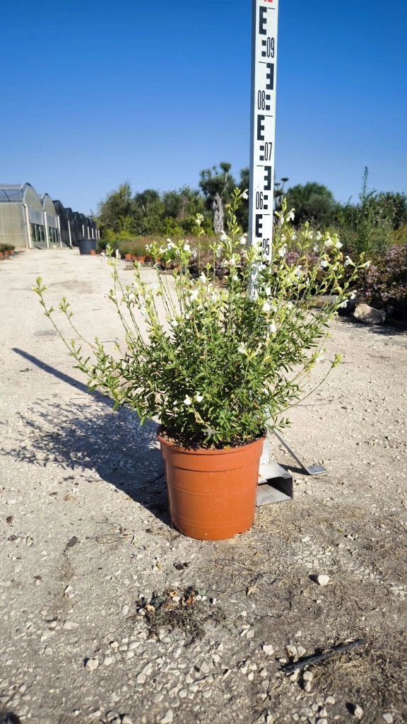 SALVIA ROEMERIANA BIANCO VASO 24