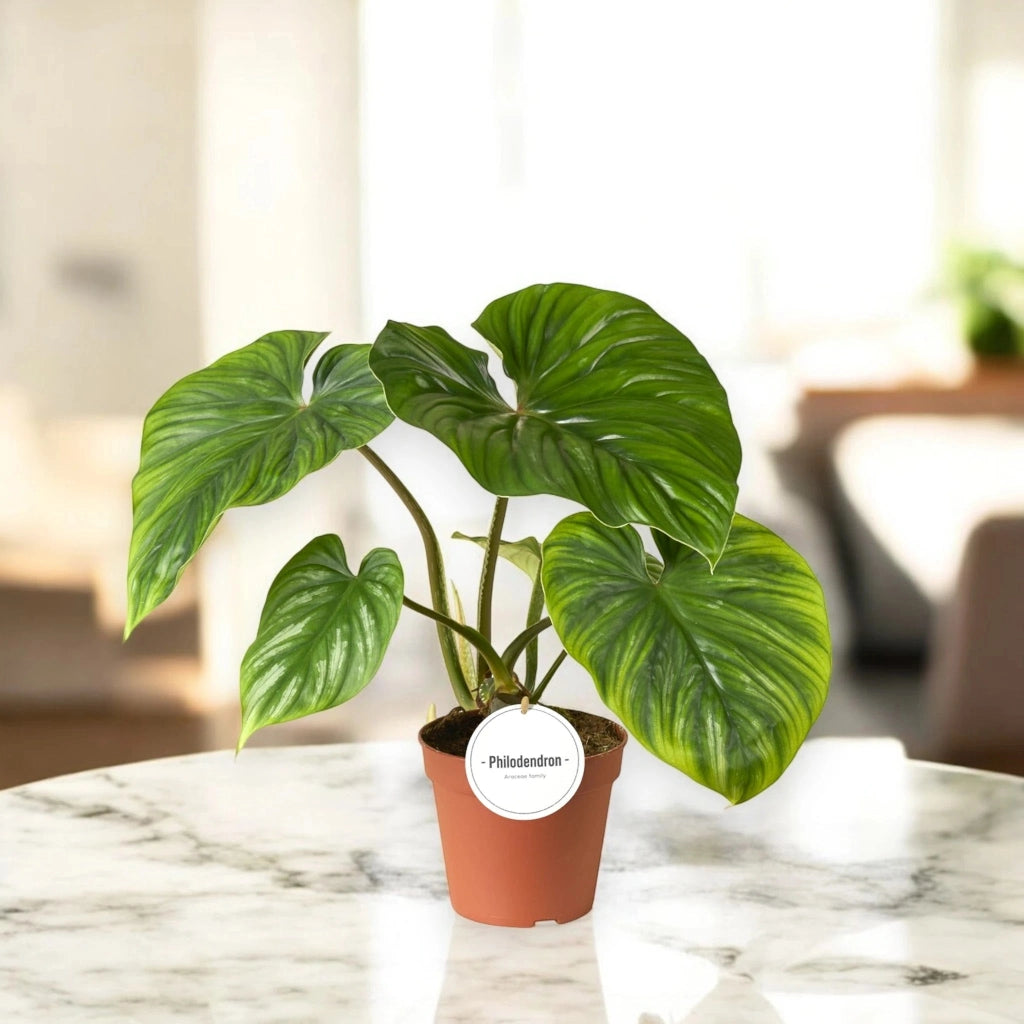 Gardenaria Philodendron 'Plowmanii' - Pianta da interno ornamentale Altezza: 30 cm (vaso 12)