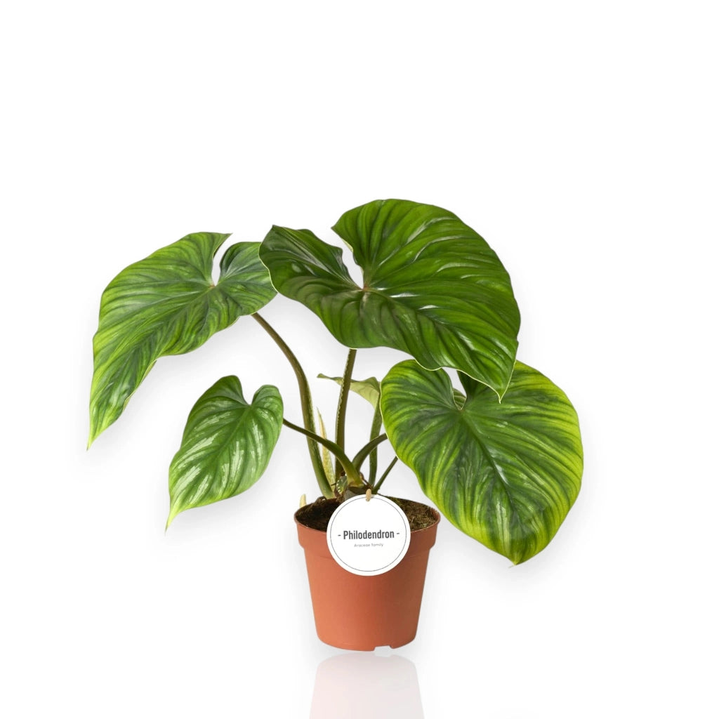 Gardenaria Philodendron 'Plowmanii' - Pianta da interno ornamentale Altezza: 30 cm (vaso 12)