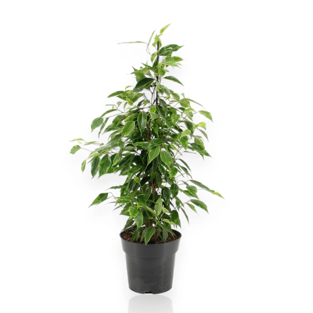 Gardenaria Ficus benjamina 'Anastasia' - Pianta da interno ornamentale Altezza: 40 cm (vaso 19)