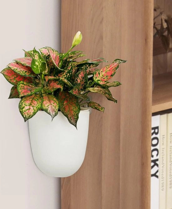 Set di piante da parete angolari - Decorazione moderna - 2 pezzi - Vista sulla natura