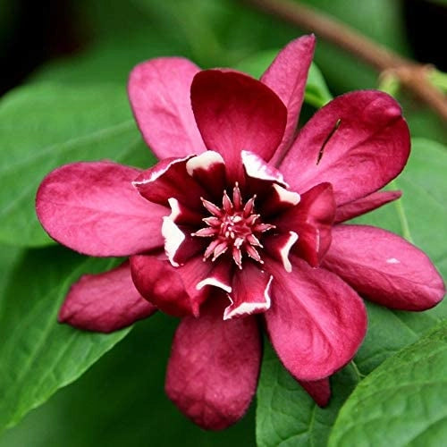 calycanthus x raulstonii 'hartlage wine' foto reali h 150cm