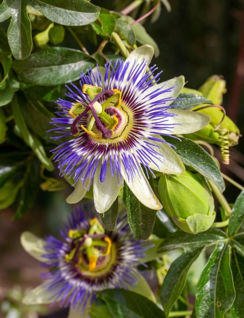 Passiflora caerulea vaso 17 cm – Rampicante ornamentale a fioritura esotica