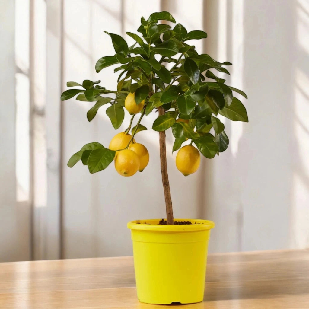 Gardenaria Limone Femminello - Citrus limon 'Femminello' - Pianta di agrume da frutto in vaso Altezza: 125/140 cm (vaso26)