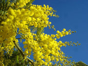 Pianta di Mimosa Acacia Dealbata Vaso 20cm H 140cm
