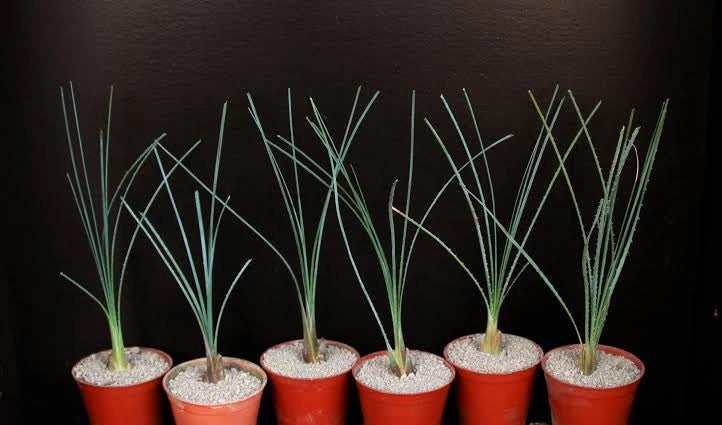 Dasylirion cedrosanum – Pianta ornamentale scultorea per giardini xerofili