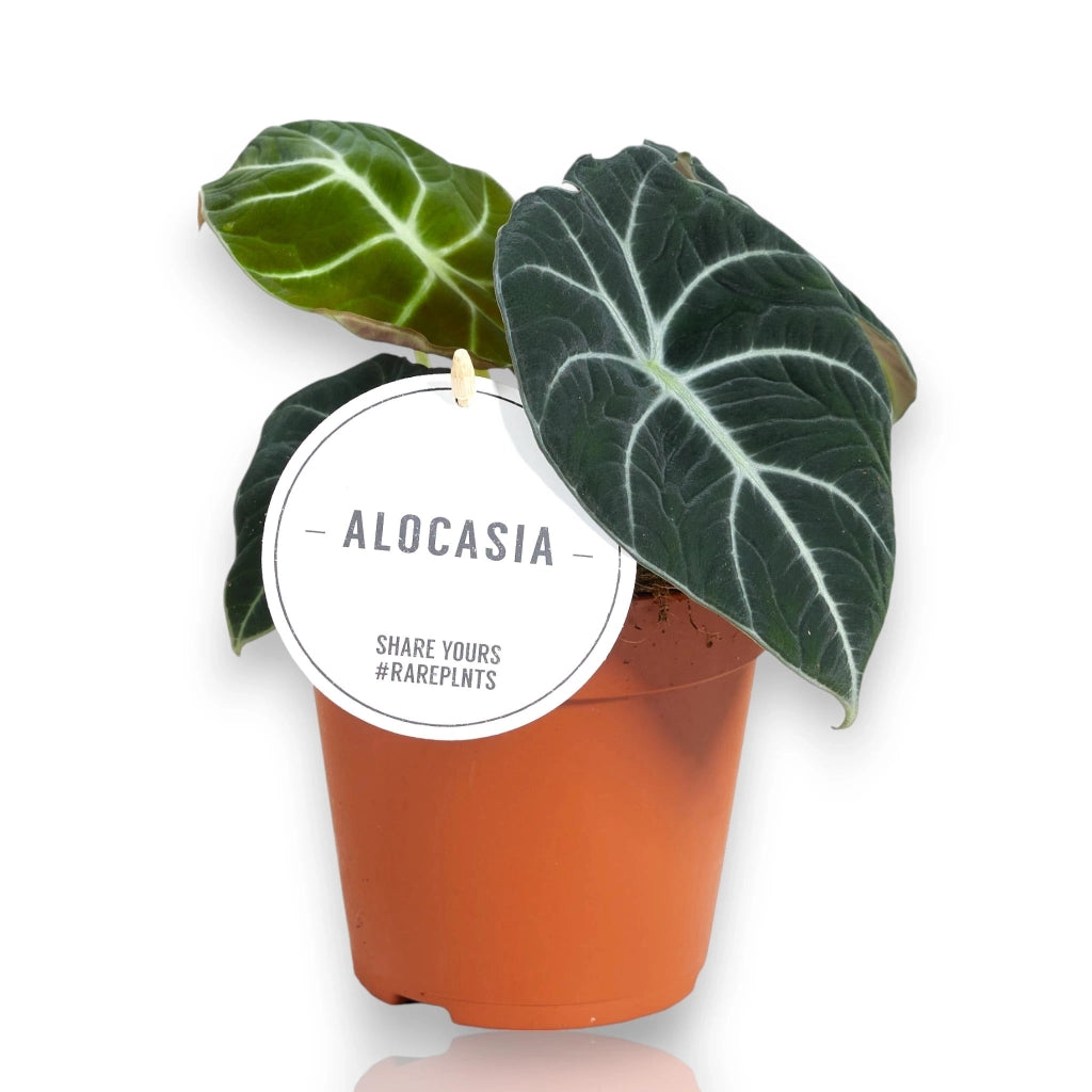 Gardenaria Alocasia 'Black velvet' - Pianta da interno ornamentale Altezza: 25 cm (vaso 14)