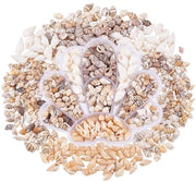 Decorative Shell Pack 460 Pieces - Miniature Shells - Natural Spiral - Ideal for Making Jewelry - DIY Craft - Suitable for Earrings