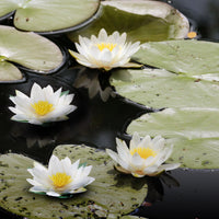 Set 6 Ninfea Galleggiante Artificiale