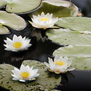 Set 6 Ninfea Galleggiante Artificiale