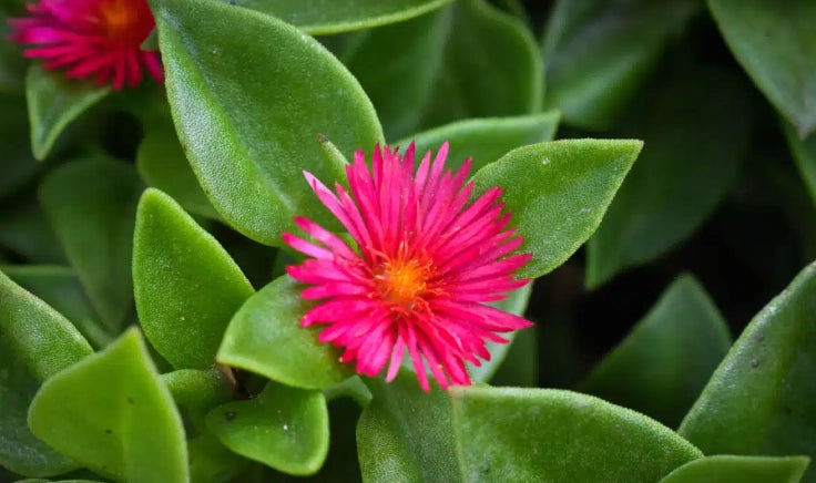 Aptenia cordifolia verde fiore rosa in basket 16cm foto reali piante grasse