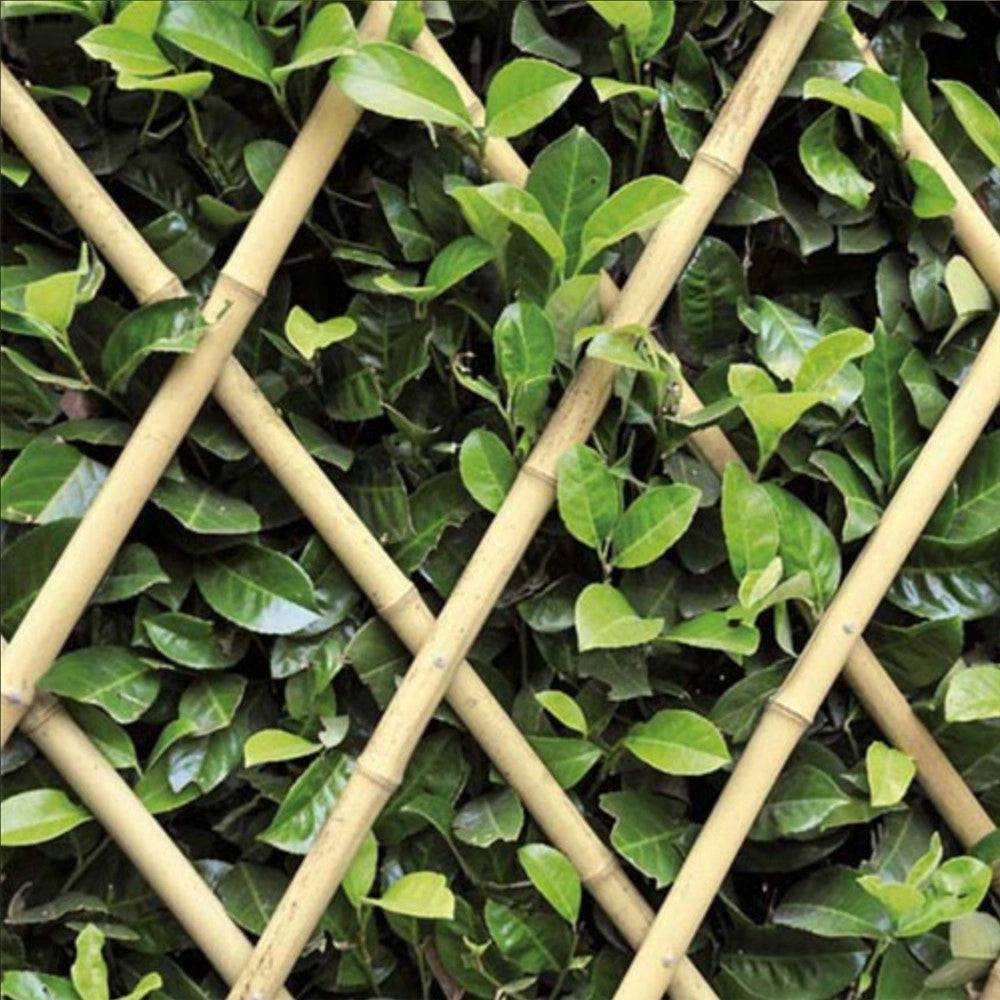 Trade Shop - Traliccio Rete Bambù Bamboo 180 X 60 Cm Estensibile Bamboo Piante Rampicanti -