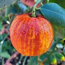 Pianta di arancio Arcobal in vaso foto reali