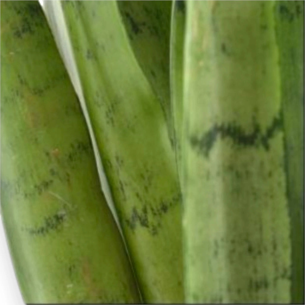 Gardenaria Sansevieria trifasciata 'Spearmint' - Pianta da interno ornamentale Altezza: 55 cm (vaso 14)