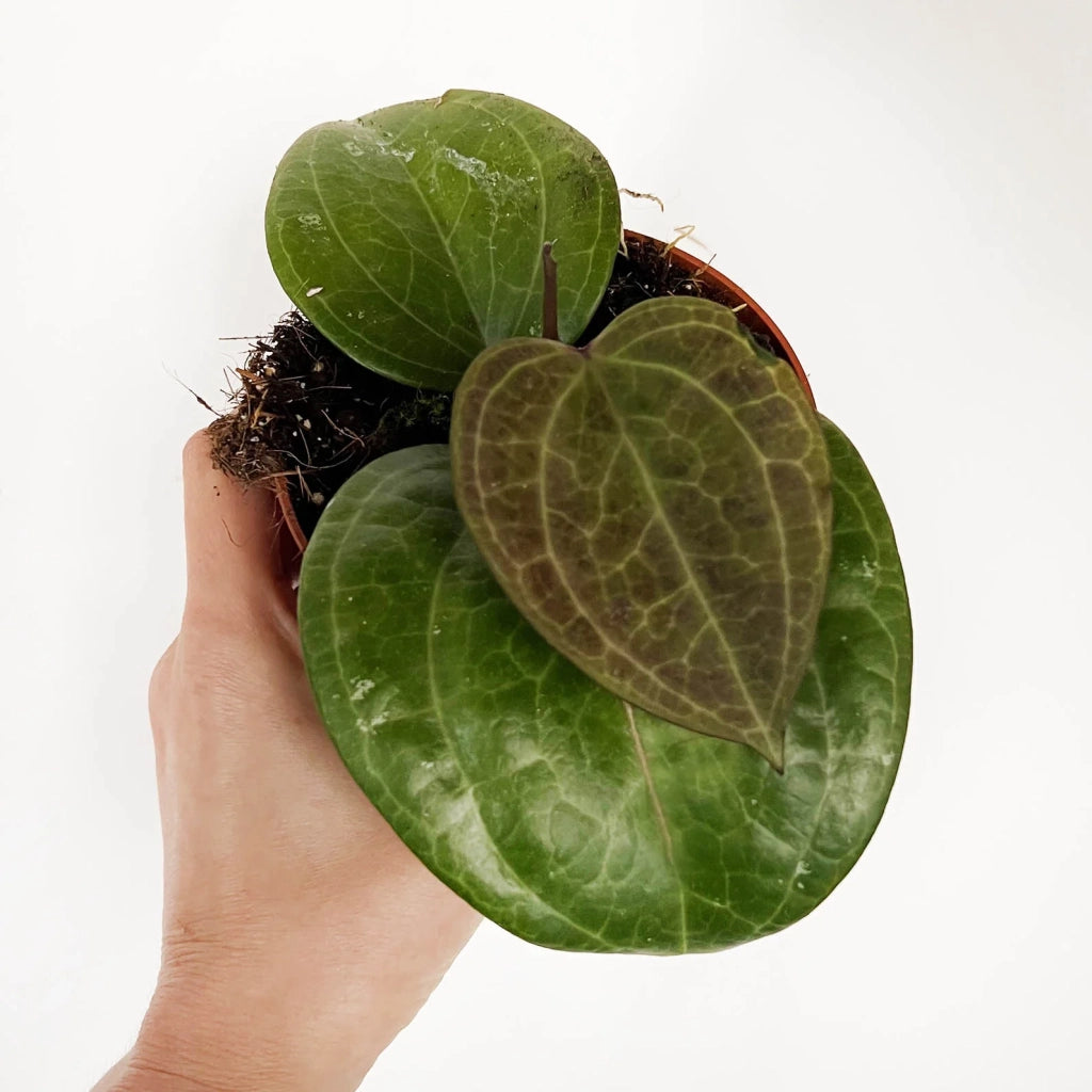 Hoya Overing Sarawak Cream Pianta Tropicale da Collezione Vaso 10,5