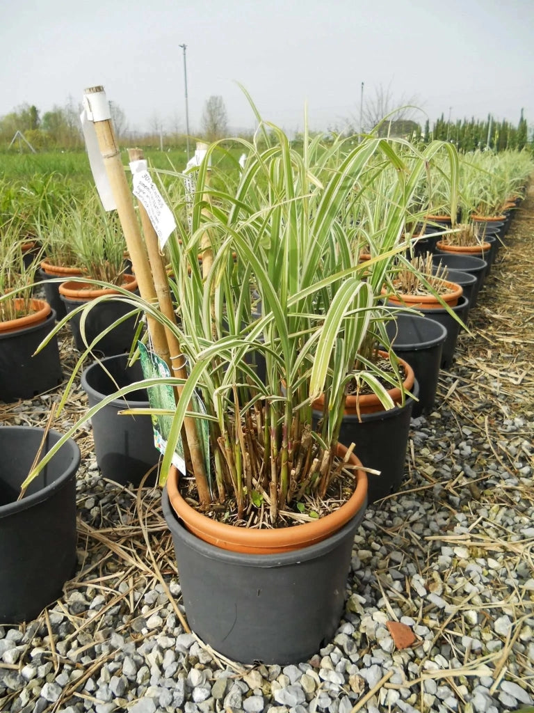 Gardenaria Miscanthus sinensis 'Variegatus' - Graminacea ornamentale da esterno Altezza: 60 cm (vaso 17)