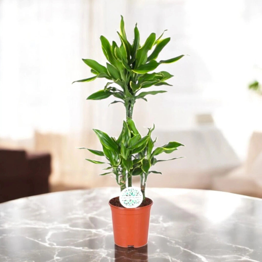 Gardenaria Dracaena fragrans 'Golden coast' - Pianta da interno ornamentale Altezza: 110 cm (vaso 22)