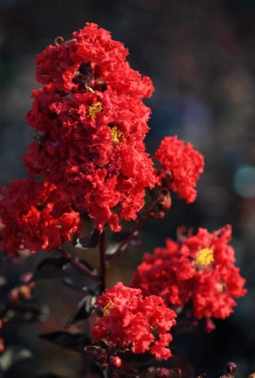 LAGERSTROEMIA BLACK DIAMOND VASO 24 h 70CM