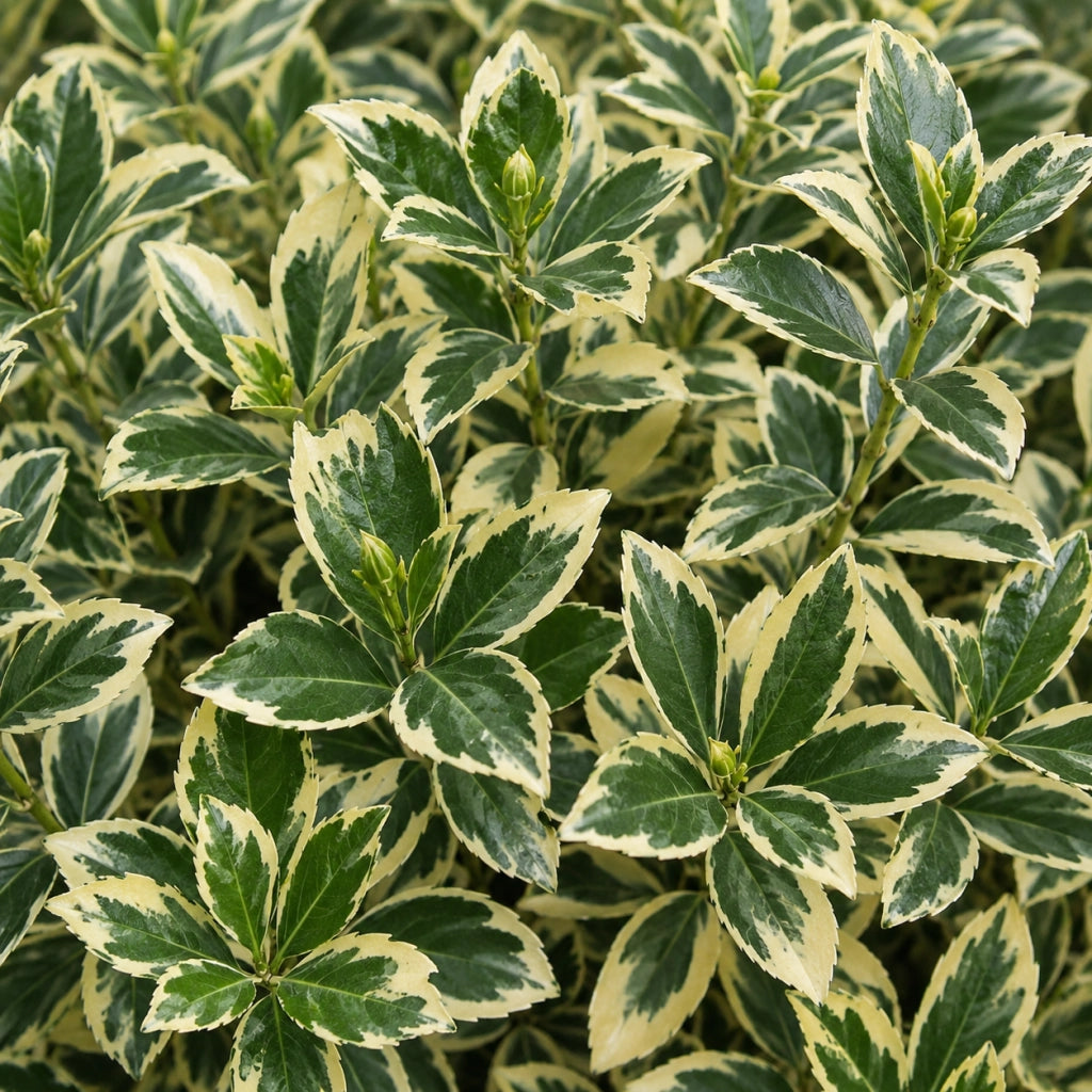 Gardenaria Evonimo - Euonymus japonicus 'Bravo' - Arbusto ornamentale da giardino Altezza: 40/60 cm (vaso19)