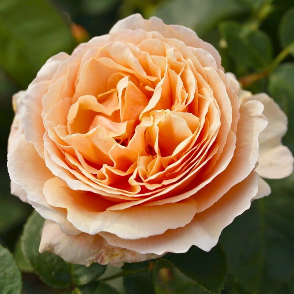 Gardenaria Rosa 'Tropicana' - Rosa da giardino Altezza: 40/50 cm (vaso20)