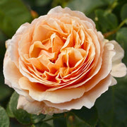 Gardenaria Rosa 'Tropicana' - Rosa da giardino Altezza: 40/50 cm (vaso20)