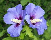 Gardenaria Ibisco - Hibiscus syriacus sup 'Blue' - Arbusto ornamentale da giardino Altezza: 40/60 cm (vaso19)