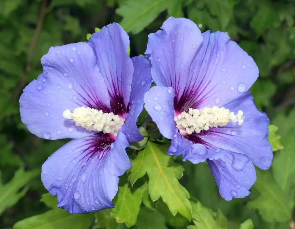 Gardenaria Ibisco - Hibiscus syriacus sup 'Blue' - Arbusto ornamentale da giardino Altezza: 40/60 cm (vaso19)