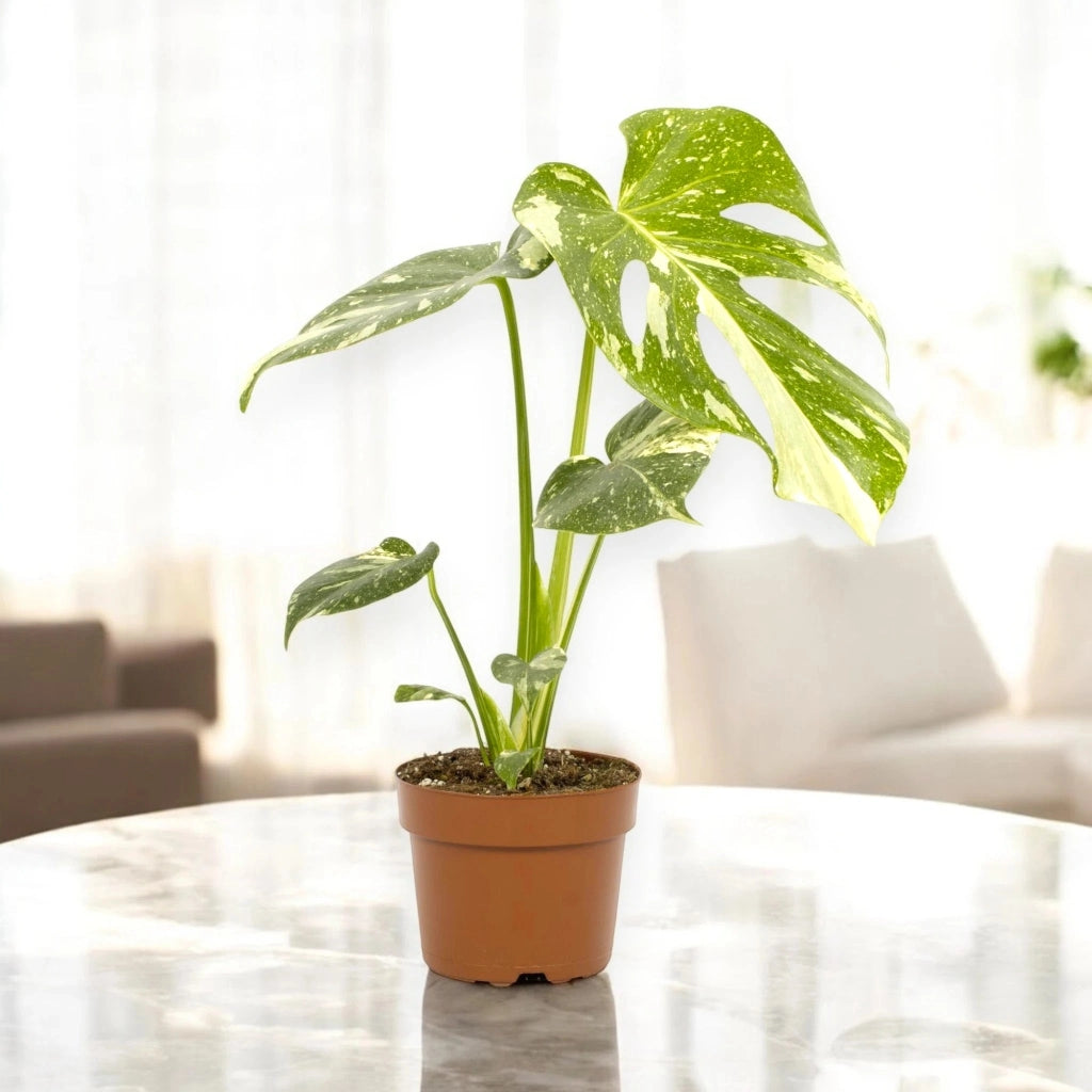 Gardenaria Monstera deliciosa 'Thai Constellation' - Pianta da interno ornamentale Altezza: 35 cm (vaso 12)