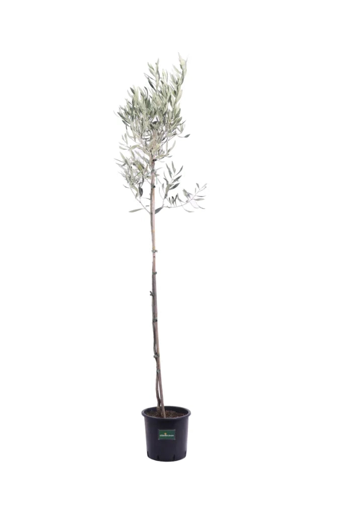 Olivo Leccino 4 Anni in Vaso 24 – Olivo Italiano Autentico