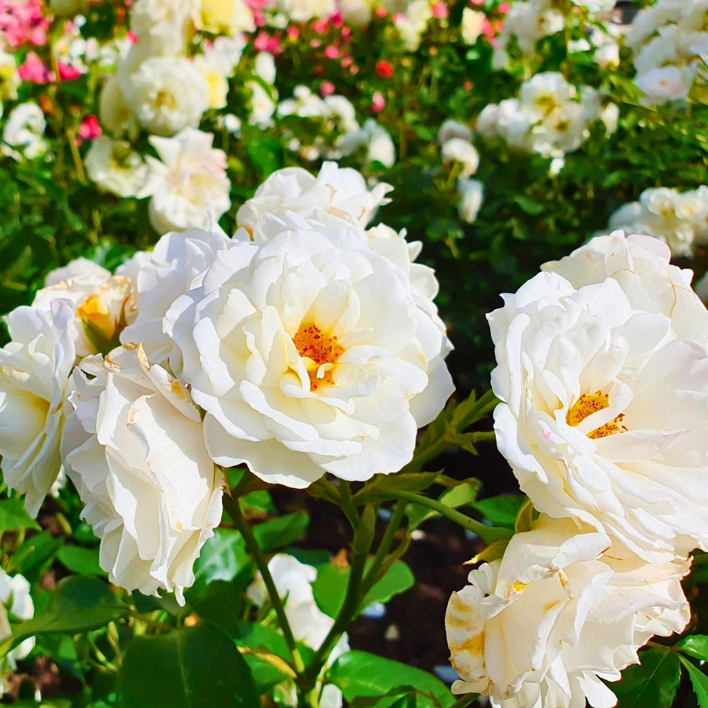 Gardenaria Rosa 'Iceberg' - Rosa da giardino Altezza: 30/35 cm (vaso19)